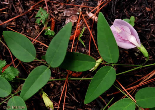 image of Clitoria mariana var. mariana, Butterfly-pea