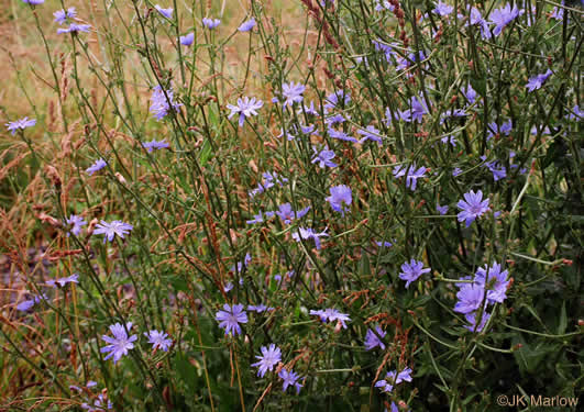 image of Cichorium intybus, Chicory, Blue-sailors, Succory