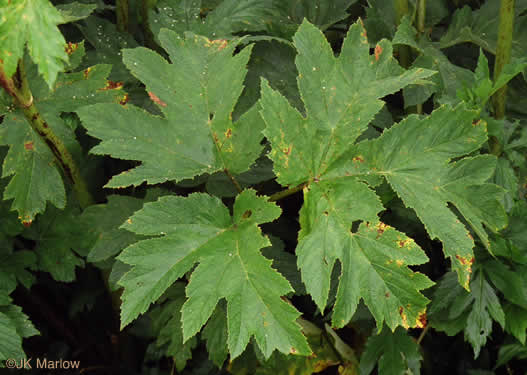 image of Heracleum maximum, Cow-parsnip, American Hogweed, Masterwort