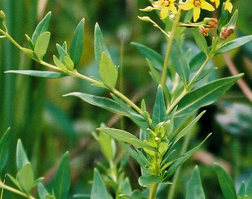 image of Lysimachia terrestris, Swamp Candles, Bog-candles, Bog Loosestrife