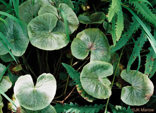 image of Caltha palustris var. palustris, Marsh-marigold, Cowslip