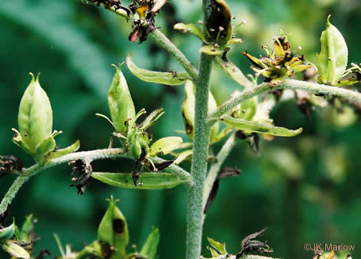 image of Veratrum viride, White-hellebore, Indian Poke, Green Hellebore, Cornhusk Lily