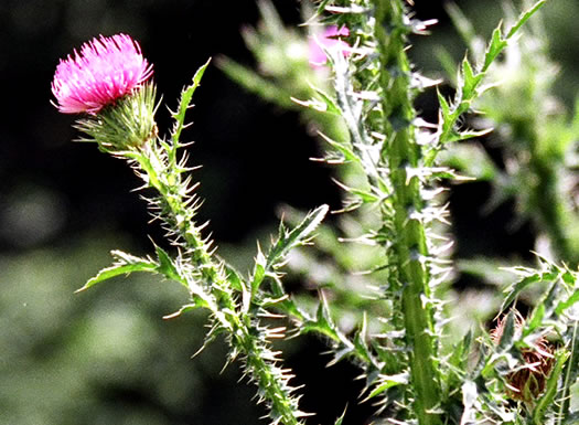 Carduus acanthoides ssp. acanthoides, Plumeless Thistle, Spiny Plumeless-thistle, Broad-winged Thistle