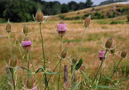 image of Dipsacus fullonum, Wild Teasel, Common Teasel