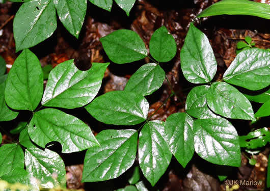 image of Hylodesmum nudiflorum, Naked Tick-trefoil, Naked-flowered Tick Trefoil, Woodland Tick-trefoil