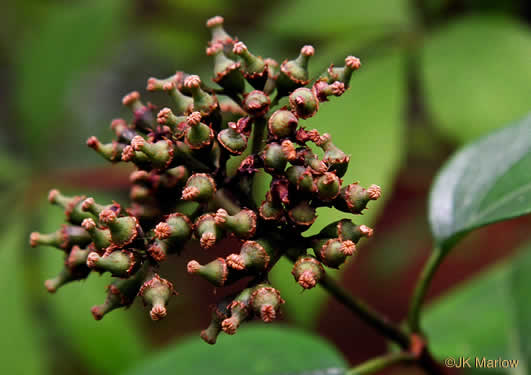 image of Hydrangea barbara, Climbing Hydrangea, Woodvamp, Decumaria, Decumary