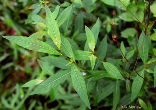 image of Ludwigia alternifolia, Alternate-leaf Seedbox, Bushy Seedbox