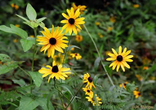 image of Rudbeckia hirta var. hirta, Woodland Black-eyed Susan