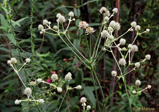 flower of Eryngium yuccifolium var. yuccifolium, Northern Rattlesnake-master, Button Snakeroot