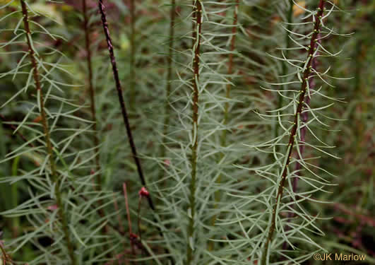 image of Liatris spicata, Dense Blazing-star, Mountain Blazing-star, Florist's Gayfeather, Dense Gayfeather