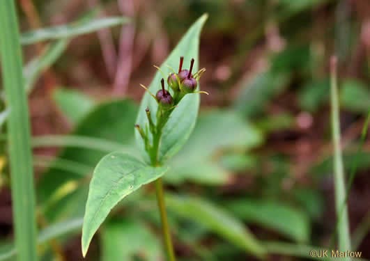 image of Spigelia marilandica, Indian Pink, Woodland Pinkroot, Wormgrass