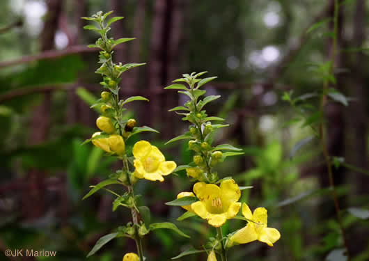 image of Aureolaria virginica, Downy False Foxglove, Downy Oak-leach, Virginia Oak-leach, Downy Yellow False Foxglove