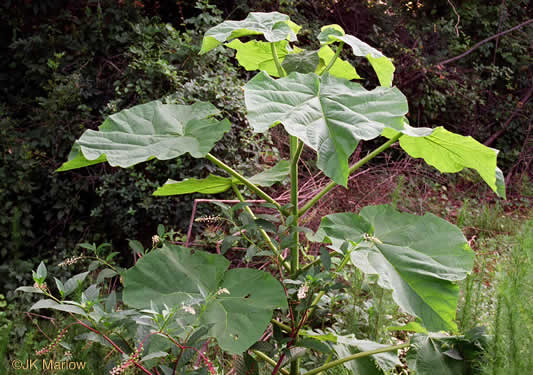 image of Paulownia tomentosa, Princess Tree, Empress Tree, Royal Paulownia