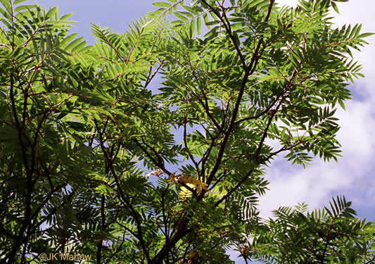 image of Sorbus americana, American Mountain-ash, American Rowan