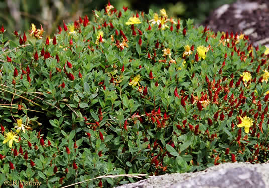 image of Hypericum buckleyi, Granite Dome St. Johnswort, Mountain St. Johnswort, Buckley's St. Johnswort, Dwarf St. Johnswort