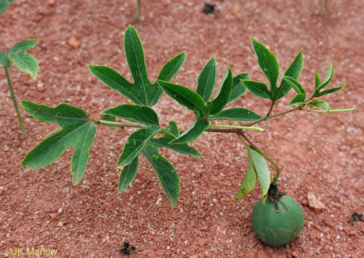 image of Passiflora incarnata, Passionflower, Maypop