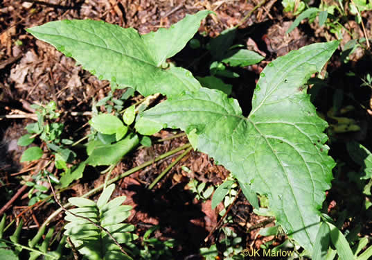 image of Nabalus altissimus, Tall Rattlesnake-root, Tall White Lettuce