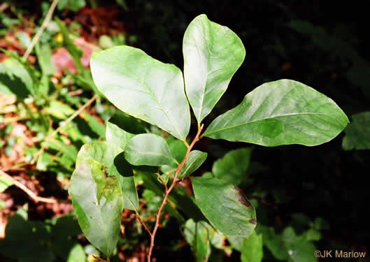 image of Asimina parviflora, Small-flowered Pawpaw, Small-fruited Pawpaw, Dwarf Pawpaw