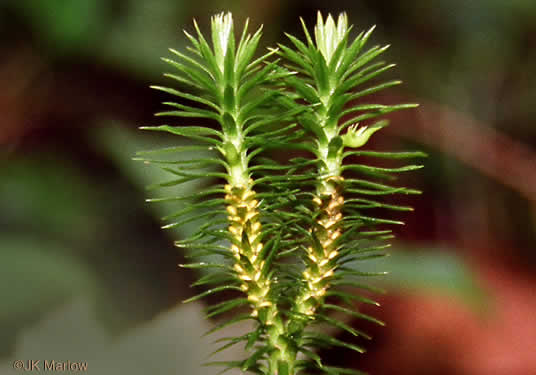 image of Huperzia lucidula, Shining Clubmoss, Shining Firmoss