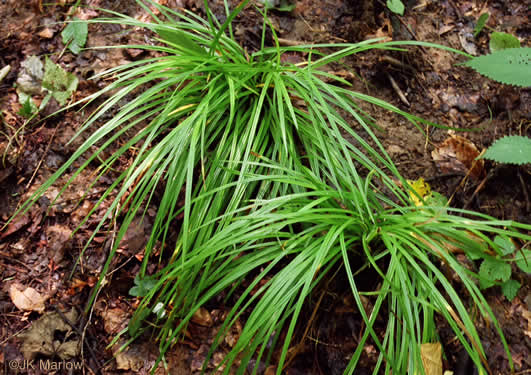 image of Carex austrocaroliniana, South Carolina Sedge, Tarheel Sedge