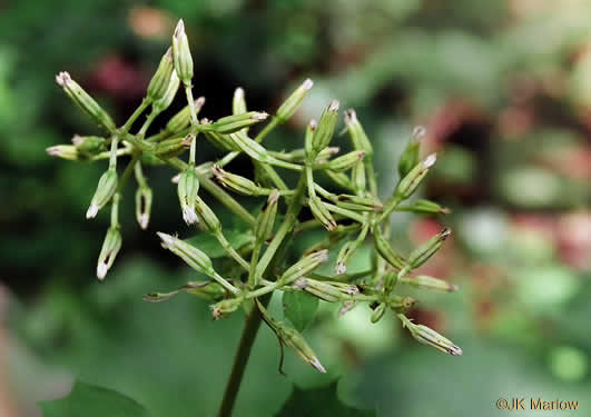 image of Arnoglossum reniforme, Great Indian-plantain