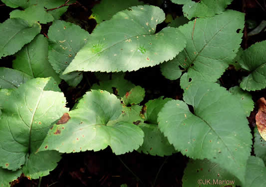 leaf or frond of Eurybia macrophylla, Large-leaf Aster, Bigleaf Aster