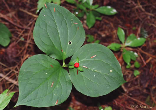 image of Trillidium undulatum, Painted Trillium, Striped Wake-robin