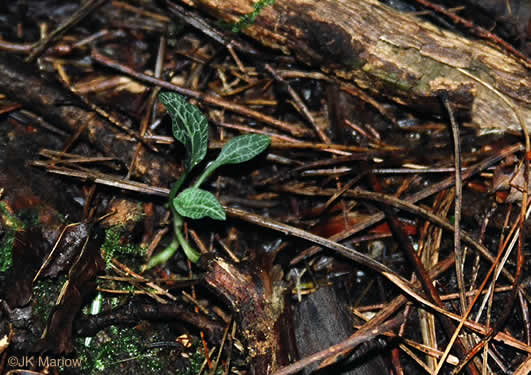image of Goodyera repens, Lesser Rattlesnake-orchid, Lesser Rattlesnake-plantain