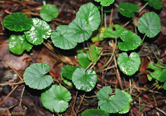 image of Dalibarda repens, Robin-runaway, Star-violet, Dewdrop