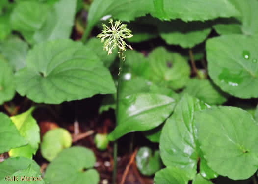 image of Malaxis unifolia, Green Adder's-mouth