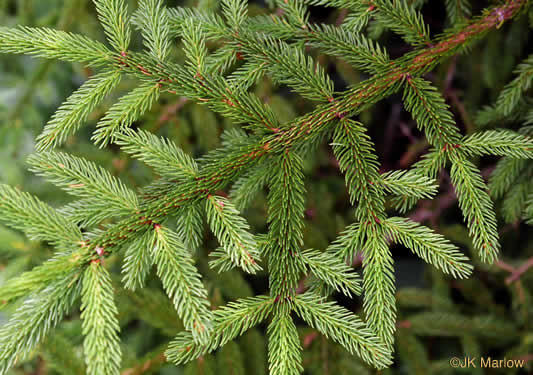 Picea rubens, Red Spruce, He Balsam