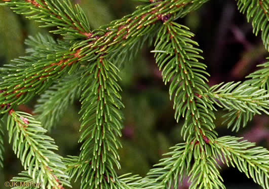 image of Picea rubens, Red Spruce, He Balsam