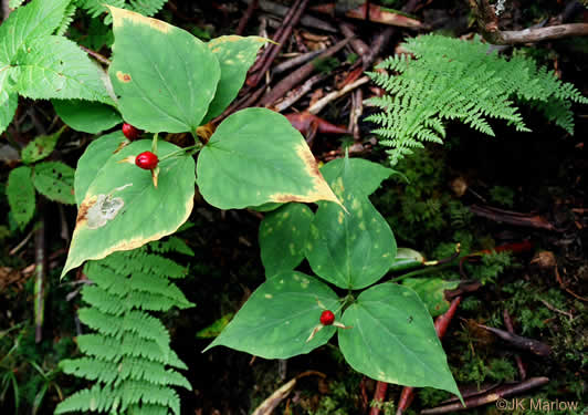 image of Trillidium undulatum, Painted Trillium, Striped Wake-robin