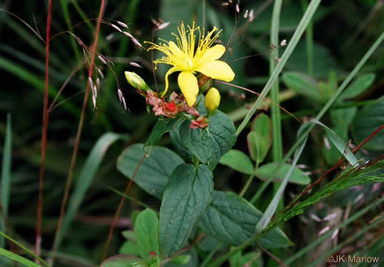 image of Hypericum graveolens, Mountain St. Johnswort