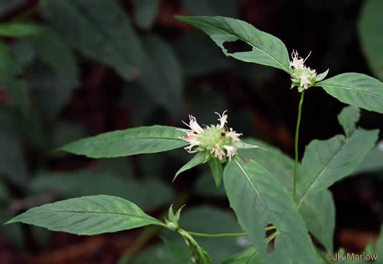 image of Pycnanthemum montanum, Appalachian Mountain-mint, Thinleaf Mountain-mint