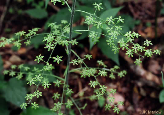 image of Melanthium parviflorum, Mountain Bunchflower, Small-flowered Hellebore, Small False Hellebore, Appalachian Bunchflower