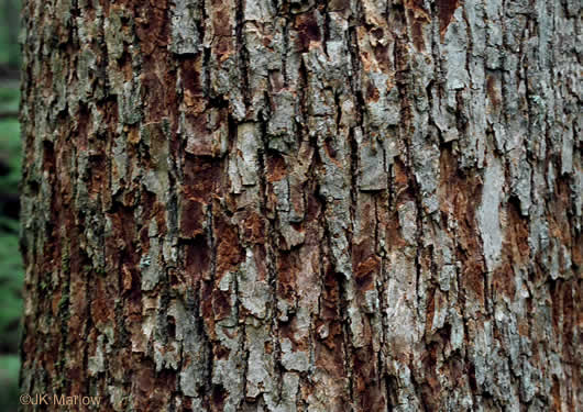 image of Magnolia acuminata var. acuminata, Cucumber Magnolia, Cucumber-tree