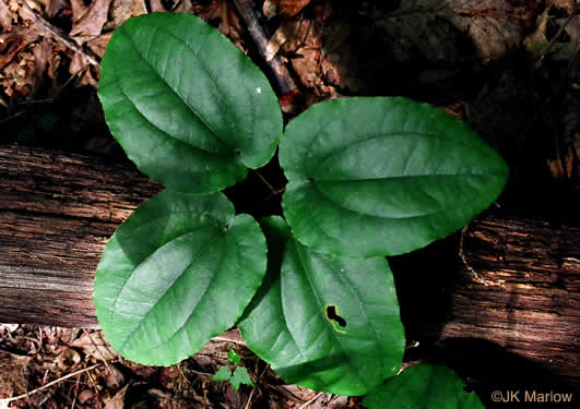 image of Smilax biltmoreana, Biltmore Carrionflower