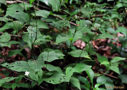 image of Persicaria virginiana, Virginia Jumpseed