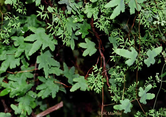 image of Lygodium palmatum, American Climbing Fern