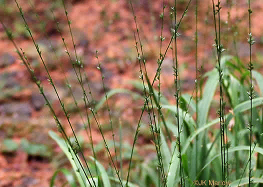 image of Chasmanthium sessiliflorum var. sessiliflorum, Longleaf Woodoats, Longleaf Spikegrass, Upland Oats