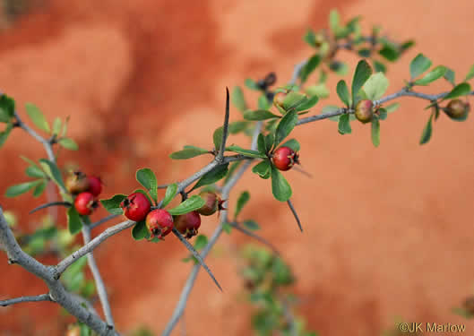 image of Crataegus munda, Dwarf Hawthorn, Restful Hawthorn, Neat Hawthorn