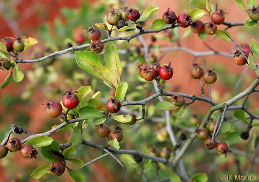 image of Crataegus munda, Dwarf Hawthorn, Restful Hawthorn, Neat Hawthorn
