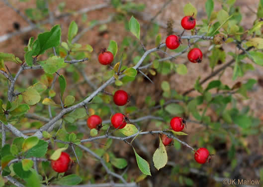 image of Crataegus munda, Dwarf Hawthorn, Restful Hawthorn, Neat Hawthorn