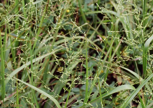 image of Coleataenia anceps ssp. anceps, Beaked Panicum, Beaked Panicgrass