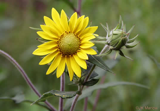 image of Helianthus resinosus, Hairy Sunflower, Resinous Sunflower, Gray Sunflower, Resindot Sunflower