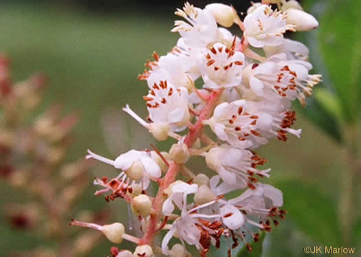 image of Clethra alnifolia, Coastal Sweet-pepperbush, Coastal White-alder