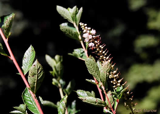 image of Clethra alnifolia, Coastal Sweet-pepperbush, Coastal White-alder