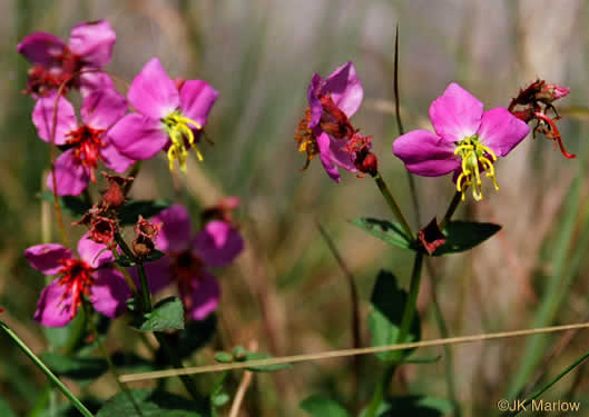 image of Rhexia virginica, Virginia Meadowbeauty, Wingstem Meadowbeauty, Deergrass