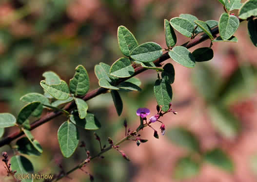 image of Desmodium ciliare, Hairy Small-leaf Tick-trefoil, Littleleaf Tick-trefoil